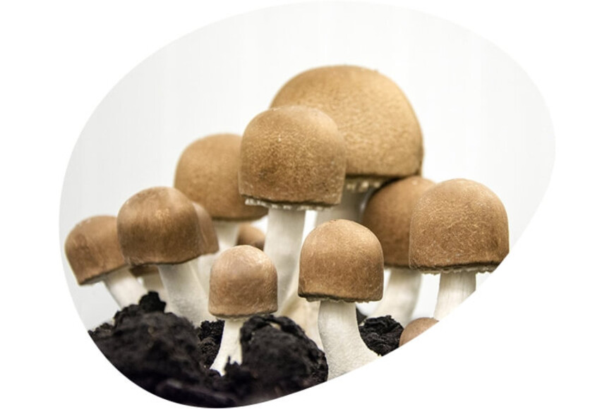Bio Active Gr, Ciuperca lui Dumnezeu, 360 Plicuri, Agaricus Blazei Muril