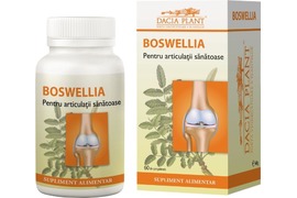 Boswellia Dacia Plant
